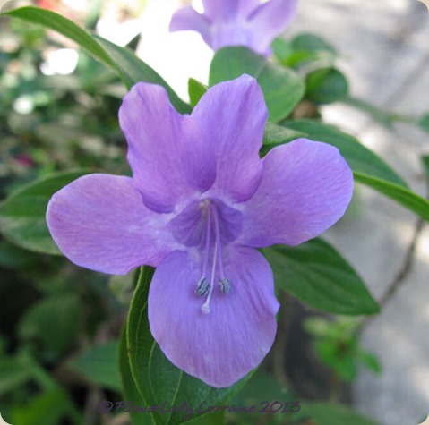 05-15-phil-violet