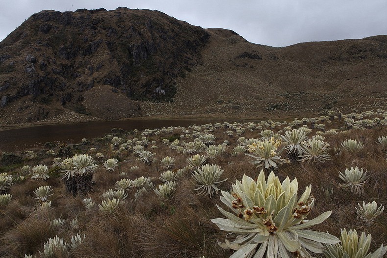 el-angel-paramo-4