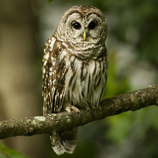 Hd-180601-ascw180601