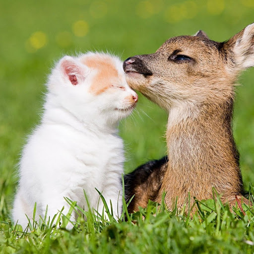 Hd-136466-ascw136466