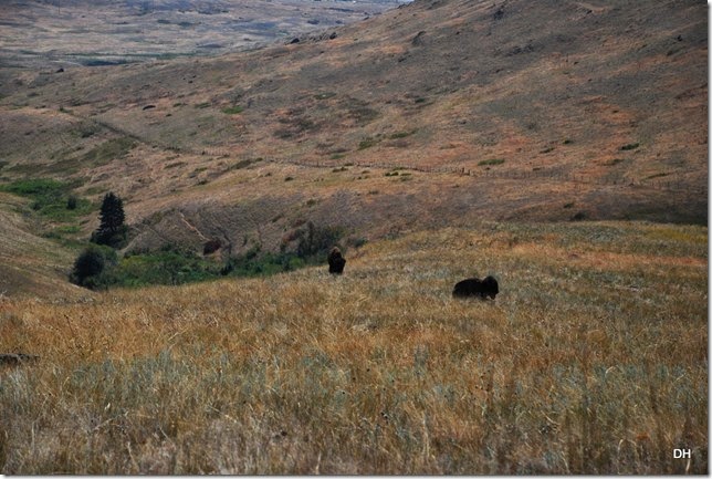 08-19-14 A National Bison Range (186)