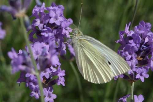 20100708 (3) (Small)