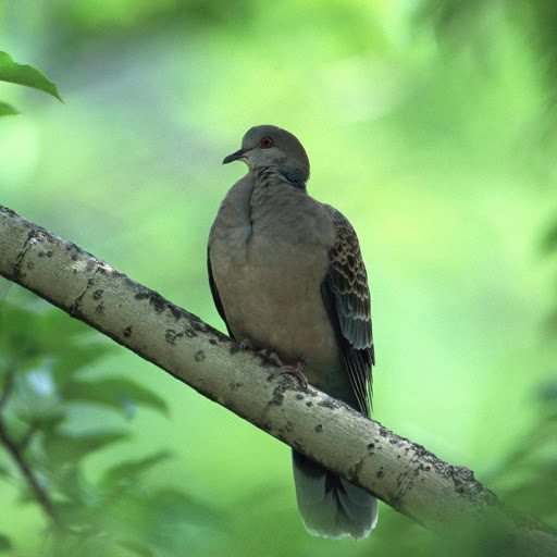 Hd-181236-ascw181236