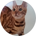 Image Google de Sylvie Barly