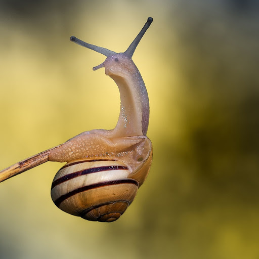 Hd-180417-ascw180417