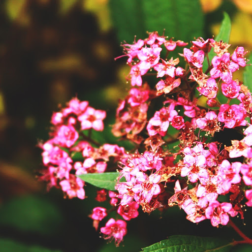 Hd-146604-ascw146604