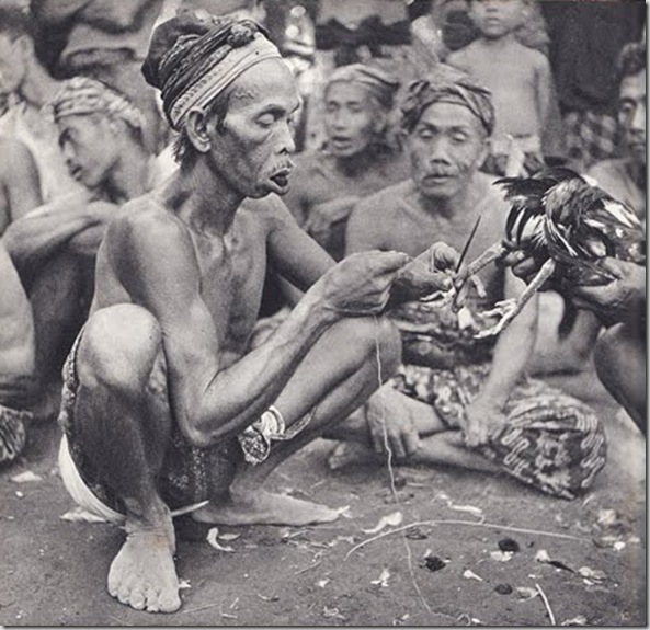 © Gotthard Schuh, ca. 1938-39, Preparing a fighting cock, Bali