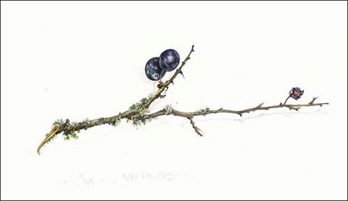 [bg%2520sloe%255B4%255D.jpg]