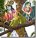 Parrots discussing Radha and Krishna
