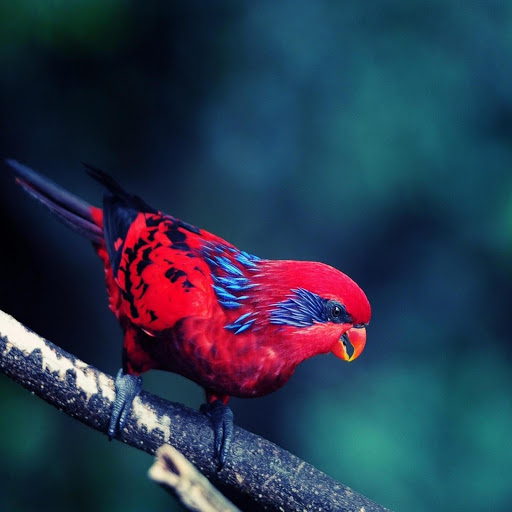 Hd-169618-ascw169618