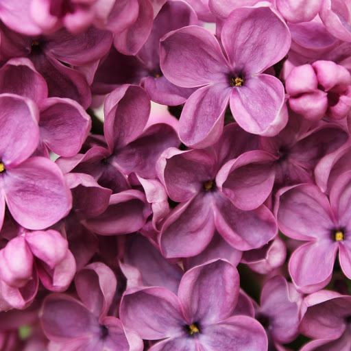 Hd-168037-ascw168037