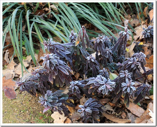 130117_UCDA_Euphorbia_purple_03