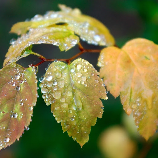 Hd-179892-ascw179892