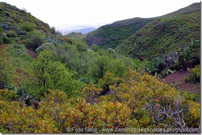 7695 Temisas-EL Pinillo(Barranco del Pino) 7695 Temisas-EL Pinillo(Barranco del Pino)