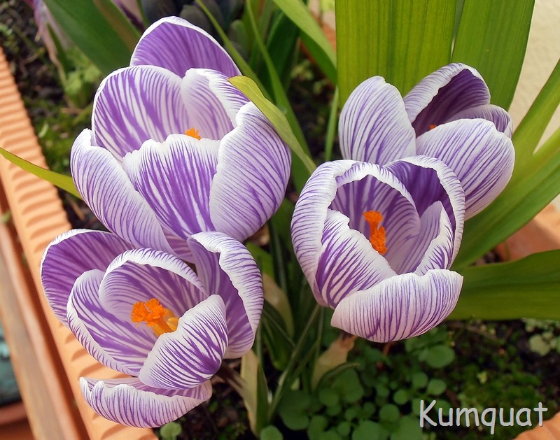 [crocus1%255B2%255D.jpg]