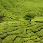Plantacje herbaty – BOH – Sungai Palas Tea Estate