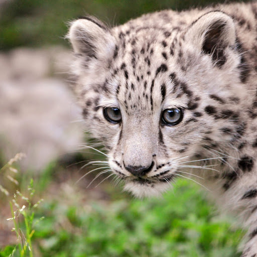 Hd-185739-ascw185739