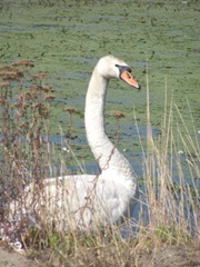 swan at edge of water2