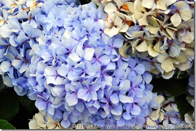 2877 Lanzarote-Fontanales(Hortensia) 2877 Lanzarote-Fontanales(Hortensia)