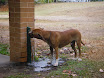 Austr_367_10.11.2007.JPG
