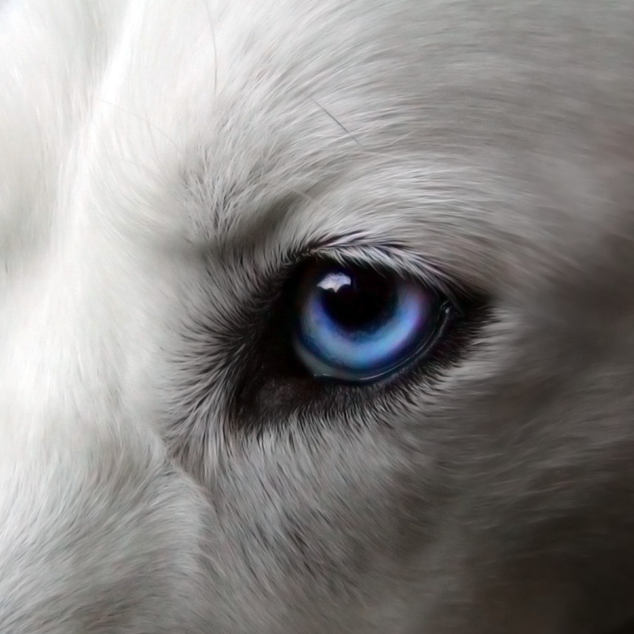 Глаза голубой собаки читать. Волчица с голубыми глазами. Глаза животных. Глаза собаки. Волчьи глаза.