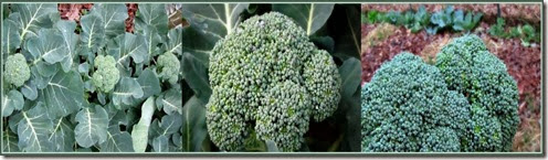 broccoli collage a