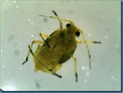 aphid_under800 aphid_under800