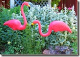flamingos_thumb1