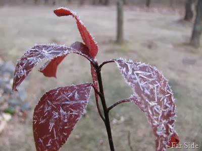 Purple Leaf sand cherry in October