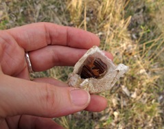 silkworm cocoon showing pupa exuvia