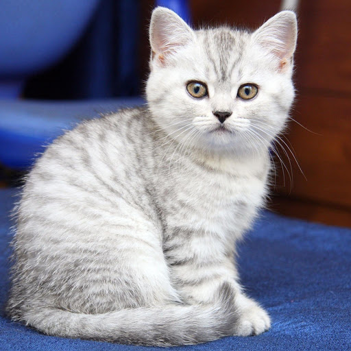 Hd-177537-ascw177537