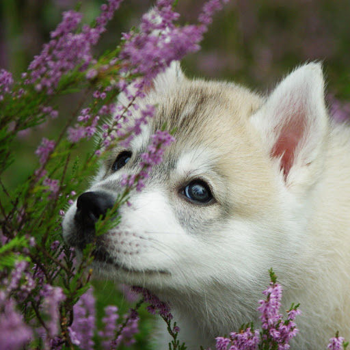 Hd-173702-ascw173702