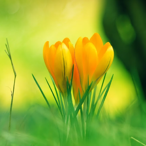 Hd-135948-ascw135948