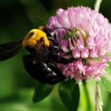 [Bee-Flower3.jpg]