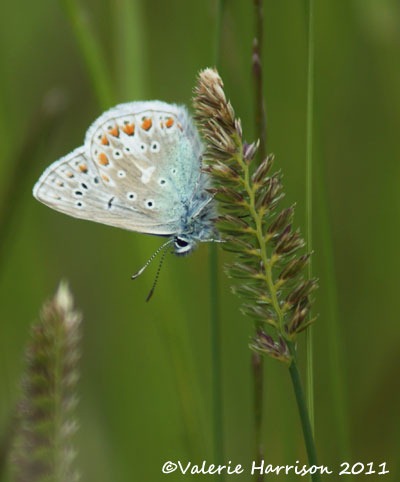 [common-blue-butterfly%255B2%255D.jpg]