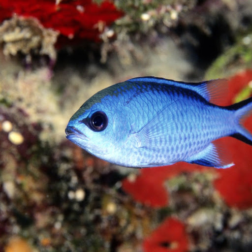 Hd-148052-ascw148052