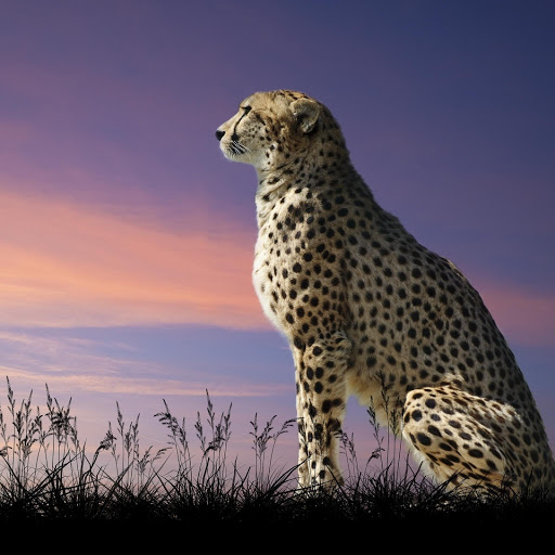 Hd-171917-ascw171917