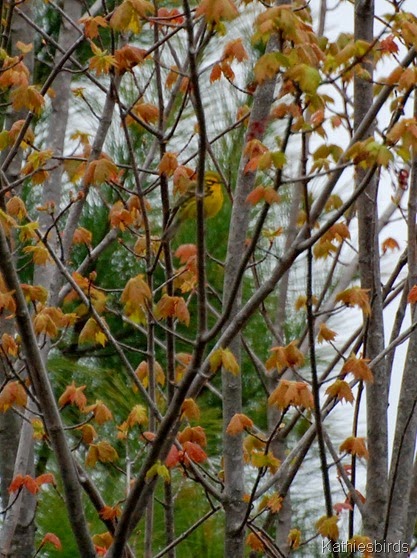 7. prairie warbler-kab