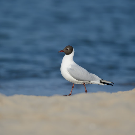 Hd-145568-ascw145568