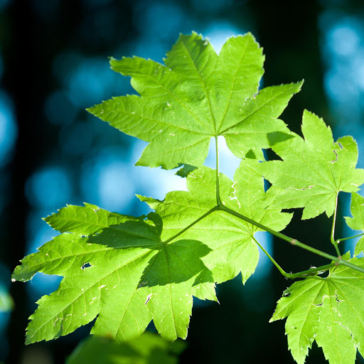 Hd-141449-ascw141449