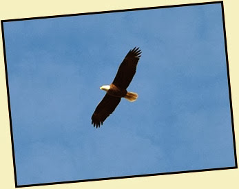 01g - Early Morning Walk - Bald Eagle Overhead