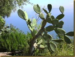 cactus-chateau-aragon
