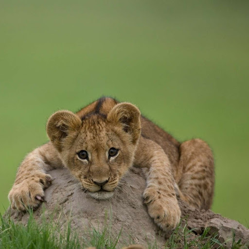 Hd-141949-ascw141949