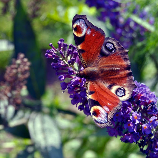 Hd-146824-ascw146824