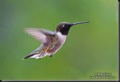 Black-chinned_Hummingbird_Bob_Gress_080628_4849_Colorado