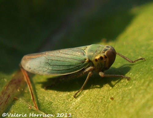 [cicadella-viridis%255B2%255D.jpg]