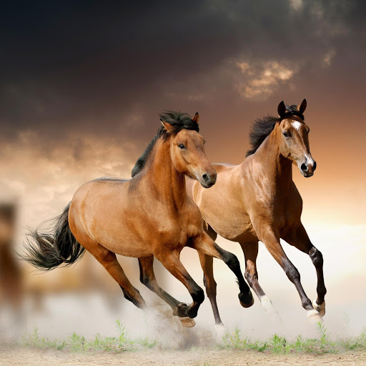 Hd-175104-ascw175104