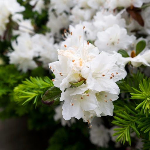 Hd-164106-ascw164106