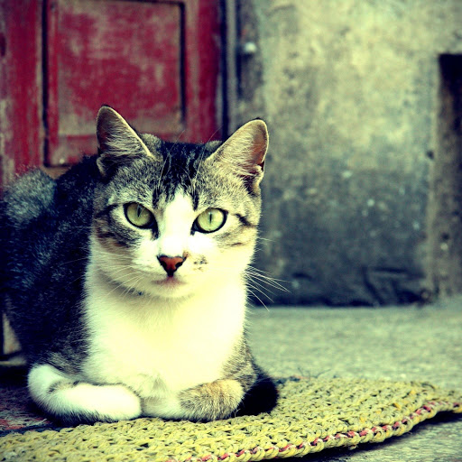 Hd-181245-ascw181245