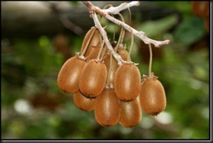 kiwi fruit bruno